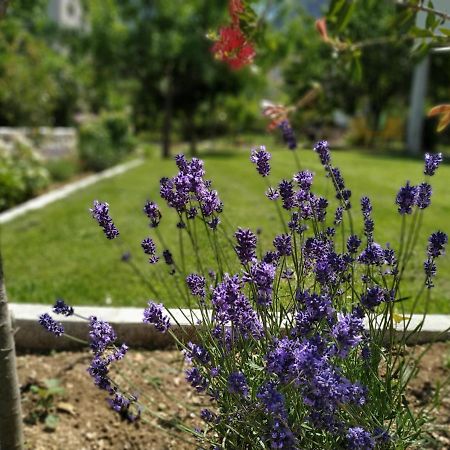 Apartments Grgurevic كوتور المظهر الخارجي الصورة